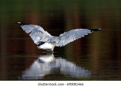 Ring-Billed Gull