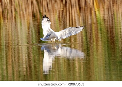 Ring-Billed Gull