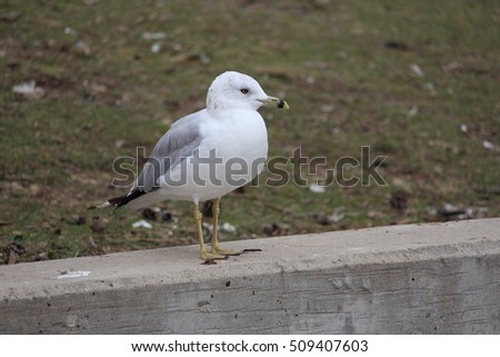 Ring-billed Gull
