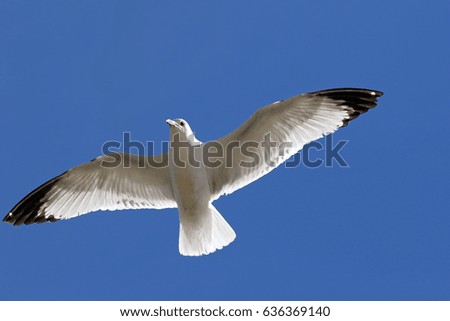 Similar – Image, Stock Photo Two make a summer Seagull