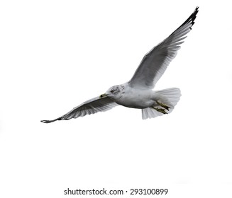 Ring-billed Gull in Flight on White Background, Isolated