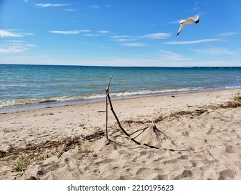 Ring-billed Gull (Larus Delawarensis) Flying Past Lakeshore At Wasaga Beach During Summer