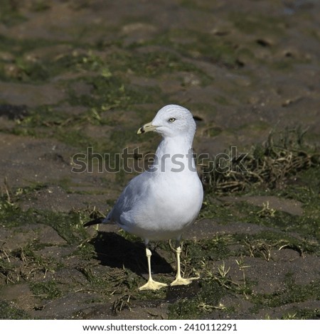 Ring-billed Gull (larus delawarensis) (nonbreeding) standing in a mudflat