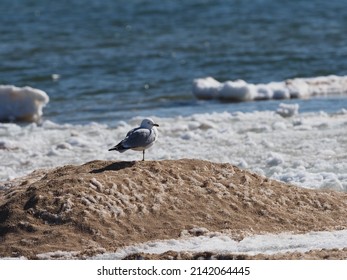 Ring-billed Gull (Larus Delawarensis) Perched On Ice Mound