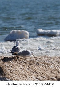 Ring-billed Gull (Larus Delawarensis) Perched On Ice Mound