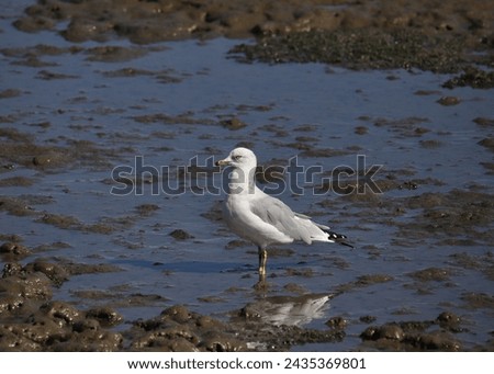 Ring-billed Gull (nonbreeding) (larus delawarensis) standing in a mudflat