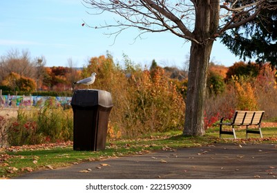 a ring-billed gull on a trash can in a park in autumn - Shutterstock ID 2221590309