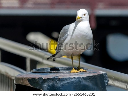 Ring-billed gull on a viewing platform in the city.