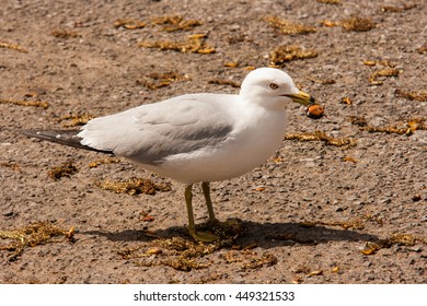 Ring-billed Gull And A Painted Turtle