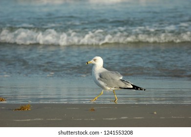 A Ring-billed Gull Walking Across A South Texas Beach With The Waves In The Background.