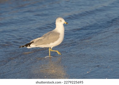 Ring-billed gull walking in the surf