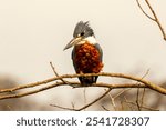 Ringed Kingfisher sitting on branch against white sky in the Pantanal Brazil.