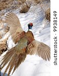 Ringed neck pheasant taking to flight - vertical orientation of photo