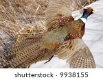 Ringed neck pheasant taking to flight - horizontal orientation of photo