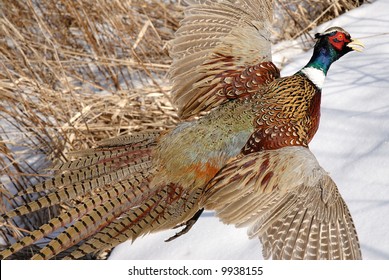 Ringed neck pheasant taking to flight - horizontal orientation of photo