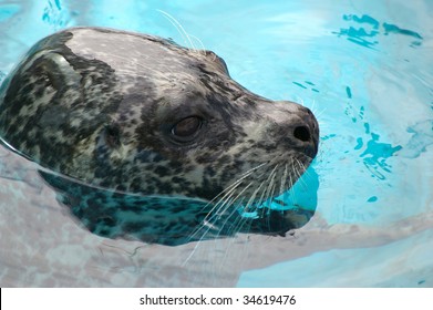 Ringed Seal Sails In Water