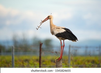 ringed white stork with nesting material in the bill standing in the vineyards - Illmitz Burgenland Austria