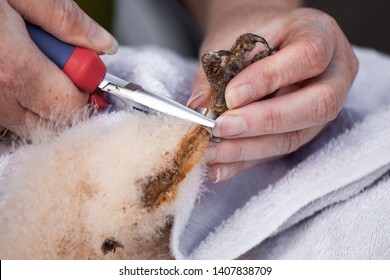 Ringing A 40 Days Old Barn Owl Chick With Pliers