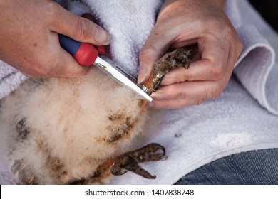 Ringing A 40 Days Old Barn Owl Chick With Pliers