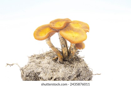 The Ringless Honey Mushroom - Desarmillaria caespitosa - is a beautiful edible if fully cooked fungus. On clump of dirt or earth isolated on white background view 2 of 5