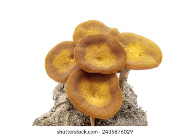 The Ringless Honey Mushroom - Desarmillaria caespitosa - is a beautiful edible if fully cooked fungus. On clump of dirt or earth isolated on white background view 1 of 5