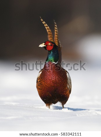 Ringneck pheasant