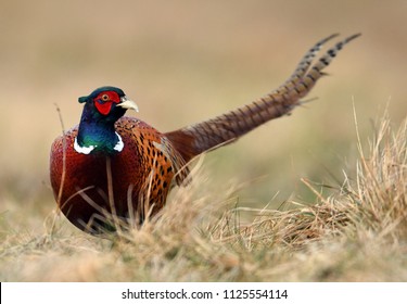 Ringneck Pheasant (Phasianus colchicus)