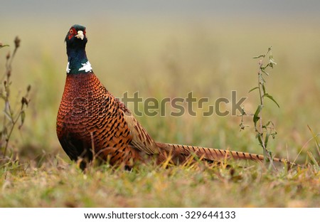 Ringneck Pheasant (Phasianus colchicus)