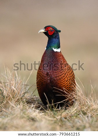 Ringneck Pheasant (Phasianus colchicus)