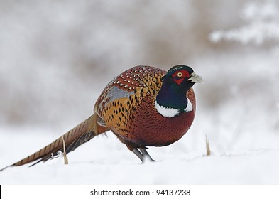 Ringneck Pheasant in Snowy Landscape