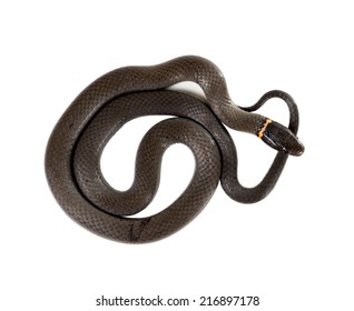 124 Ringneck Snake Images, Stock Photos & Vectors | Shutterstock