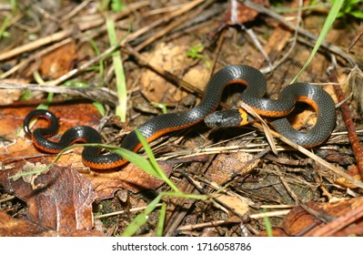 124 Ringneck Snake Images, Stock Photos & Vectors 