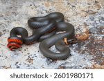 The ringneck snake, Diadophis punctatus, is a small, wide-ranging species in North America, this one was photographed in Arizona.