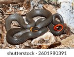 The ringneck snake, Diadophis punctatus, is a small, wide-ranging species in North America, this one was photographed in Arizona.