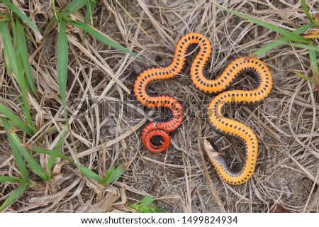 Ringneck Snake feigning death. When cornered, these beautiful little snakes will often flip over and show off their brightly colored belly. Tampa, FL, USA.