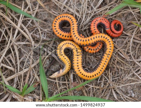 Ringneck Snake feigning death. When cornered, these beautiful little snakes will often flip over and show off their brightly colored belly. Tampa, FL, USA.