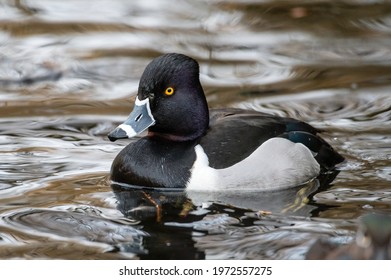 Ring-necked Duck Swimming In A Lake. The Male Ring-necked Duck Is A Sharply Marked Bird Of Gleaming Black, Gray, And White. Females Are Rich Brown With A Delicate Face Pattern.