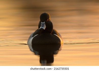 Ring-necked Duck Swimming In A Lake. The Male Ring-necked Duck Is A Sharply Marked Bird Of Gleaming Black, Gray, And White. Females Are Rich Brown With A Delicate Face Pattern.