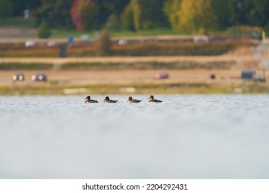 Ring-necked Duck Swimming In A Lake. The Male Ring-necked Duck Is A Sharply Marked Bird Of Gleaming Black, Gray, And White. Females Are Rich Brown With A Delicate Face Pattern.