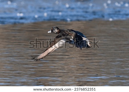 A Ring-necked duck takes flight over a Wintry lake in Colorado. Close up view.