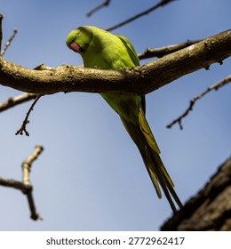 Ring-necked parakeets looking down from a tree eyes focused. Bright green with red beaks and long tails, they are loud and fearless. 