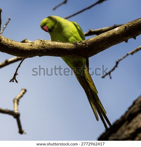 Ring-necked parakeets looking down from a tree eyes focused. Bright green with red beaks and long tails, they are loud and fearless. 