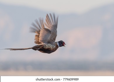 Ring-necked Pheasant Flying