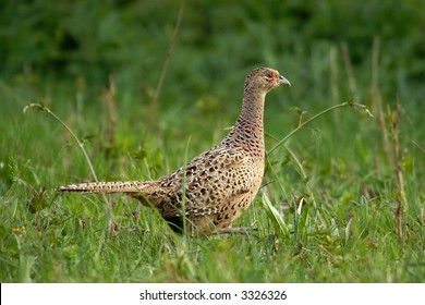 Ring-necked Pheasant Hen 2