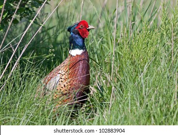 A Ring-necked Pheasant hiding in tall grass.