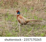 Ring-necked Pheasant (Phasianus colchicus) Colorful Game Bird