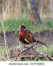 Ring-necked Pheasant, Phasianus colchicus, Common Pheasant. The male is puffed up.