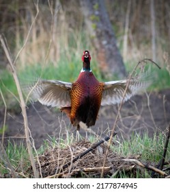 Ring-necked Pheasant, Phasianus colchicus, Common Pheasant. The male flaps his wings, sings, and makes a mating call
