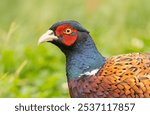 Ring-necked Pheasant, Phasianus colchicus large colourful game bird