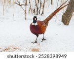 Ring-necked Pheasant, Phasianus colchicus. The male has emerged from the thicket and is walking towards the scattered grain